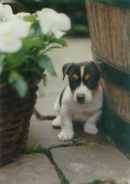 pup